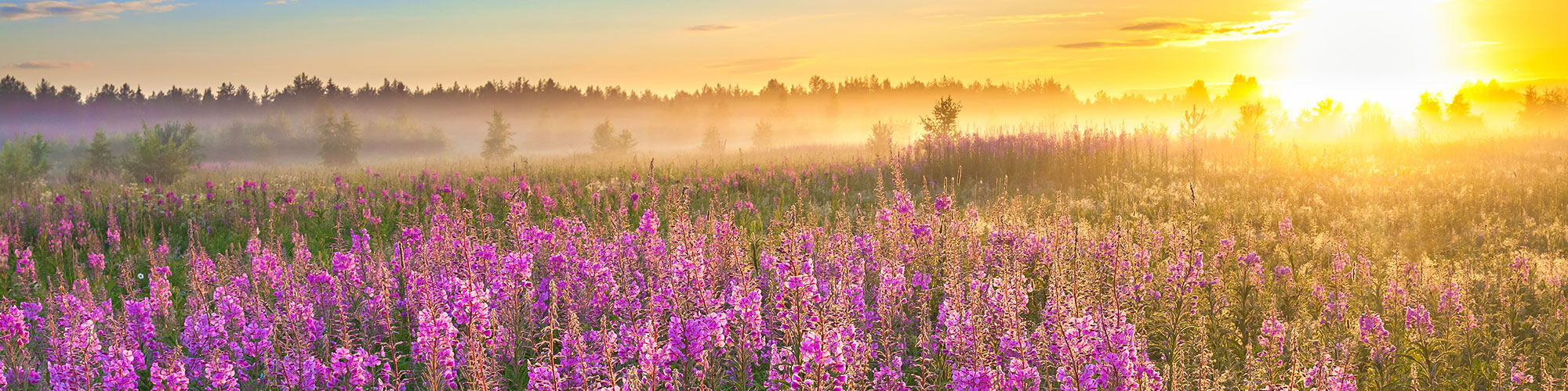 Purple Flowers and Sunrise